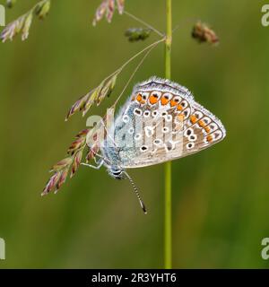 Polyommatus icarus (papillon mâle) connu sous le nom de papillon bleu commun, bleu commun Banque D'Images