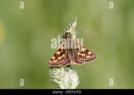 Carterocephalus palaemon, connu sous le nom de papillon à damiers Banque D'Images