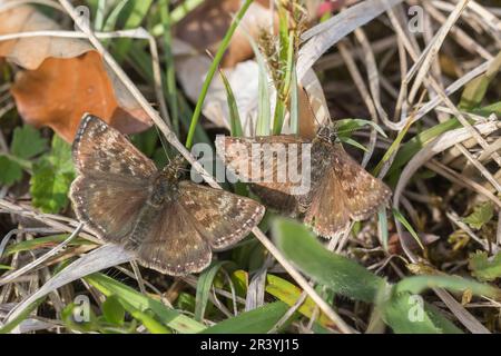 Erynnis tages, connu sous le nom de skipper dingy Banque D'Images