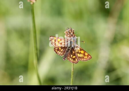 Carterocephalus palaemon, connu sous le nom de papillon à damiers Banque D'Images