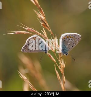 Polyommatus icarus, connu sous le nom de papillon bleu commun, bleu commun Banque D'Images