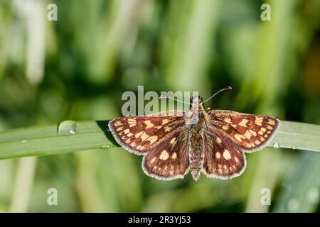 Carterocephalus palaemon, connu sous le nom de papillon à damiers Banque D'Images