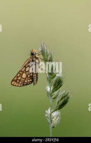 Carterocephalus palaemon, connu sous le nom de papillon à damiers Banque D'Images