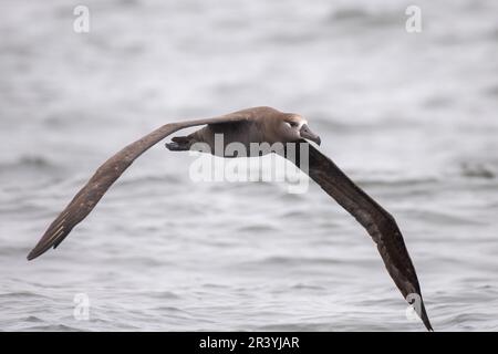 Albatros à pieds noirs volant au-dessus de l'océan Banque D'Images