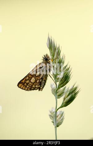 Carterocephalus palaemon, connu sous le nom de papillon à damiers Banque D'Images