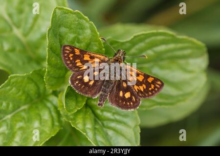 Carterocephalus palaemon, connu sous le nom de papillon à damiers Banque D'Images