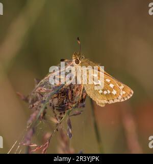 Hesperia Comma, connu sous le nom de skipper à pois argentés, skipper de marque commune, skipper à herbe Holarctic Banque D'Images