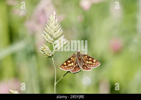 Carterocephalus palaemon, connu sous le nom de papillon à damiers Banque D'Images