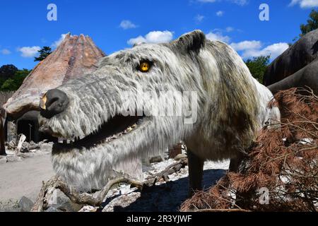 Le loup sinistre (chien redoutable) dans l'exposition sur la faune et les dinosaures préhistoriques au parc safari West Midlands, Bewdley, Worcestershire, Royaume-Uni Banque D'Images