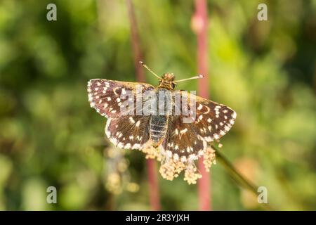 Spiala sertorius, Roter Würfelfalter, Roter Würfel-Dickkopffalter - Spiala sertorius, connu sous le nom de papillon de l'ailier rouge, l'ailier rouge Banque D'Images