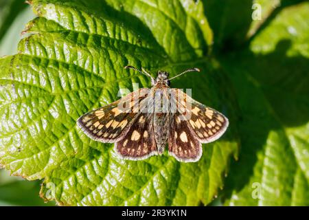 Carterocephalus palaemon, connu sous le nom de papillon à damiers Banque D'Images