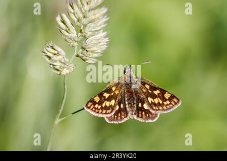 Carterocephalus palaemon, connu sous le nom de papillon à damiers Banque D'Images