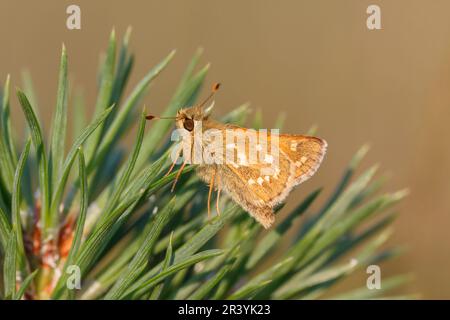 Hesperia Comma, connu sous le nom de skipper à pois argentés, skipper de marque commune, skipper à herbe Holarctic Banque D'Images