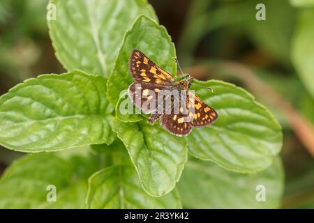 Carterocephalus palaemon, connu sous le nom de papillon à damiers Banque D'Images