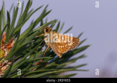 Hesperia Comma, connu sous le nom de skipper à pois argentés, skipper de marque commune, skipper à herbe Holarctic Banque D'Images