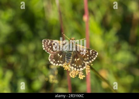 Spiala sertorius, connu sous le nom de Red-underwing Skipper papillon, Red underwing Skipper Banque D'Images