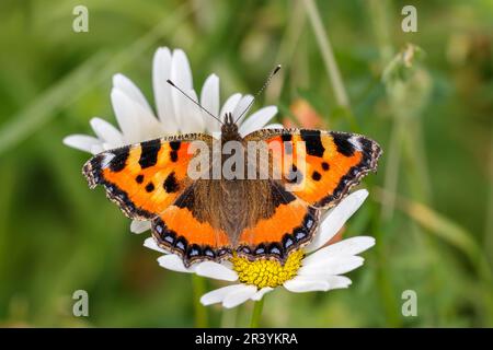 Aglais urticae, syn. Nymphalis urticae, connu sous le nom de petit papillon tortoiseshell Banque D'Images