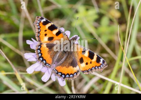 Aglais urticae, syn. Nymphalis urticae, connu sous le nom de petit papillon tortoiseshell Banque D'Images