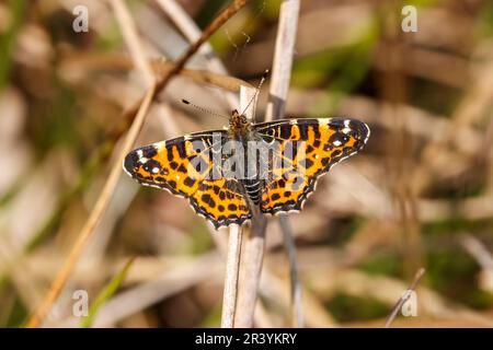 Araschnia levana (F. levana), le papillon de la carte, forme printanière Banque D'Images