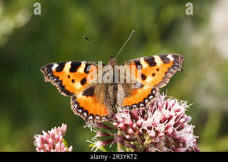 Aglais urticae, syn. Nymphalis urticae, connu sous le nom de petit papillon tortoiseshell Banque D'Images