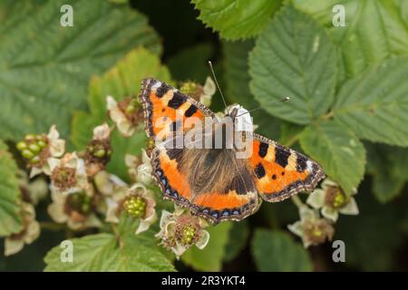 Aglais urticae, syn. Nymphalis urticae, connu sous le nom de petit papillon tortoiseshell Banque D'Images