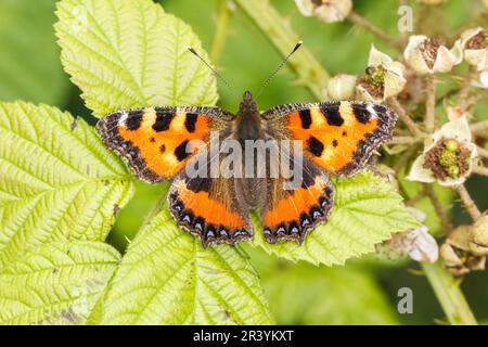 Aglais urticae, syn. Nymphalis urticae, connu sous le nom de petit papillon tortoiseshell Banque D'Images