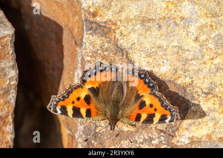 Aglais urticae, syn. Nymphalis urticae, connu sous le nom de petit papillon tortoiseshell Banque D'Images