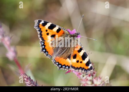 Aglais urticae, syn. Nymphalis urticae, connu sous le nom de petit papillon tortoiseshell Banque D'Images