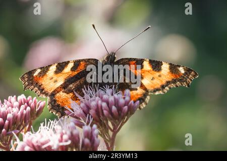 Aglais urticae, syn. Nymphalis urticae, connu sous le nom de petit papillon tortoiseshell Banque D'Images