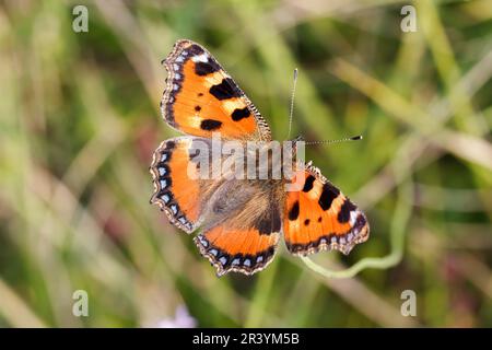 Aglais urticae, syn. Nymphalis urticae, connu sous le nom de petit papillon tortoiseshell Banque D'Images