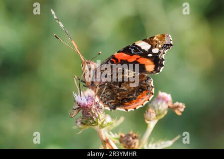 Vanessa atalanta, les noms communs sont Rouge amiral, Rouge admirable Banque D'Images