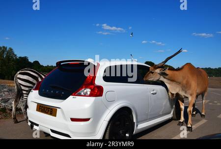 Antilope et zèbre à côté d'une voiture au parc West Midlands Safari Park, Bewdley, Worcestershire, Royaume-Uni Banque D'Images
