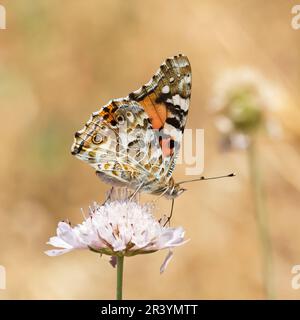 Vanessa cardui, syn. Cynthia cardui, connue sous le nom de dame peinte, peint la dame papillon Banque D'Images