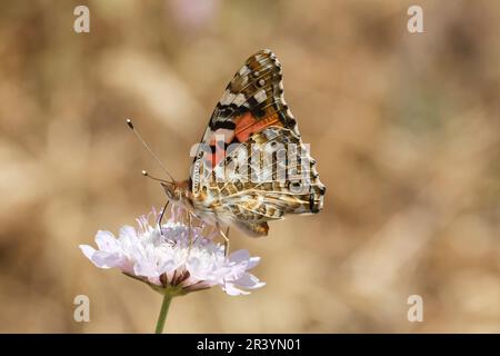 Vanessa cardui, syn. Cynthia cardui, connue sous le nom de dame peinte, peint la dame papillon Banque D'Images