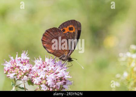 Erebia aethiops, connu sous le nom de Scotch argus Banque D'Images
