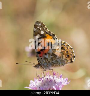 Vanessa cardui, syn. Cynthia cardui, connue sous le nom de dame peinte, peint la dame papillon Banque D'Images