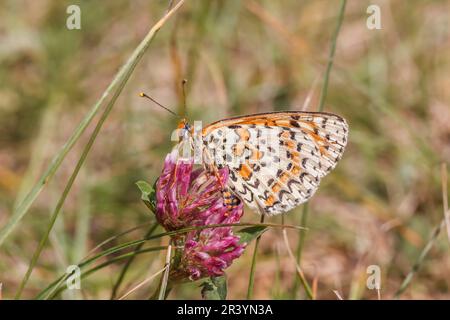 Melitaea didyma, connue sous le nom de Fritlaary tacheté, Fritlaary à bande rouge Banque D'Images