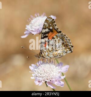 Vanessa cardui, syn. Cynthia cardui, connue sous le nom de dame peinte, peint la dame papillon Banque D'Images