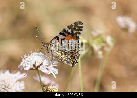 Vanessa cardui, syn. Cynthia cardui, connue sous le nom de dame peinte, peint la dame papillon Banque D'Images