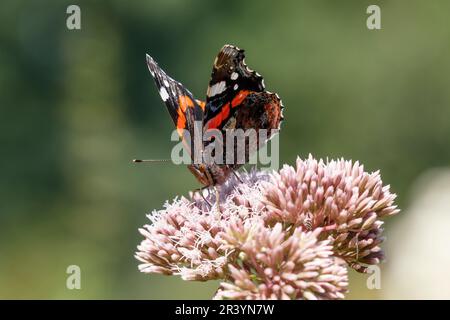 Vanessa atalanta, les noms communs sont Rouge amiral, Rouge admirable Banque D'Images