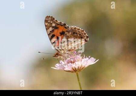 Vanessa cardui, syn. Cynthia cardui, connue sous le nom de dame peinte, peint la dame papillon Banque D'Images