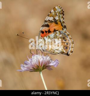 Vanessa cardui, syn. Cynthia cardui, connue sous le nom de dame peinte, peint la dame papillon Banque D'Images