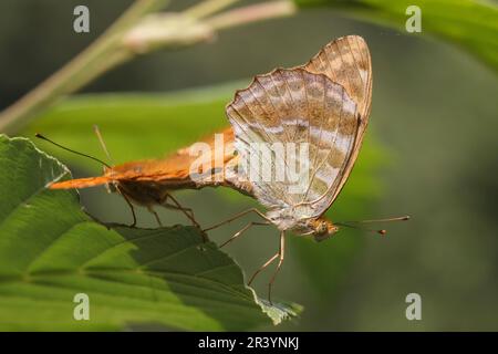 Le puphia d'Argynnis, connu sous le nom de fritillaire lavé à l'argent, fritillaire lavé à l'argent (copula) Banque D'Images