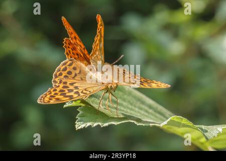 Le puphia d'Argynnis, connu sous le nom de fritillaire lavé à l'argent, fritillaire lavé à l'argent (copula) Banque D'Images