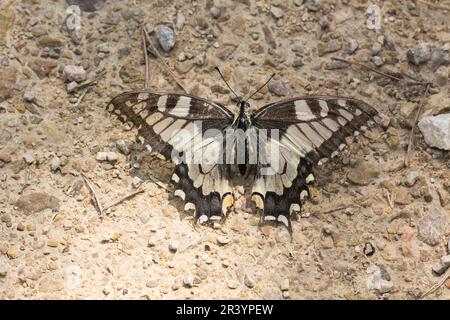 Papilio machaon, connu sous le nom de queue jaune du Vieux monde, queue jaune commune, queue jaune d'Europe Banque D'Images
