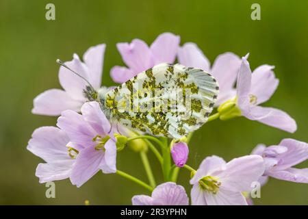 Aporia crataegi, connue sous le nom de papillon blanc à veiné noir, à veiné noir Banque D'Images