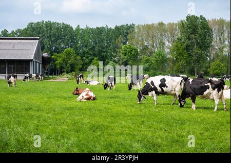 Vaches paissant dans les prairies verdoyantes d'une ferme autour de Sinaai, région flamande orientale, Belgique Banque D'Images