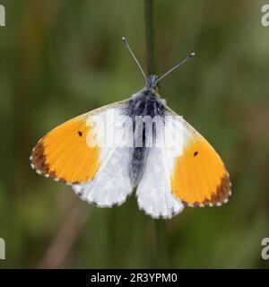 Anthocharis cardamines, connues sous le nom de Orange tip, Orange-tip Butterfly (papillon mâle) Banque D'Images