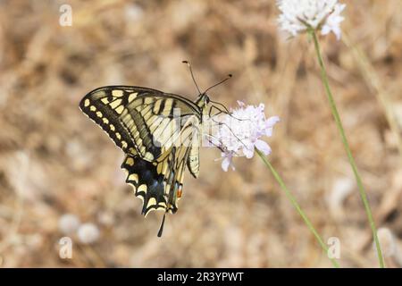 Papilio machaon, connu sous le nom de queue jaune du Vieux monde, queue jaune commune, queue jaune d'Europe Banque D'Images