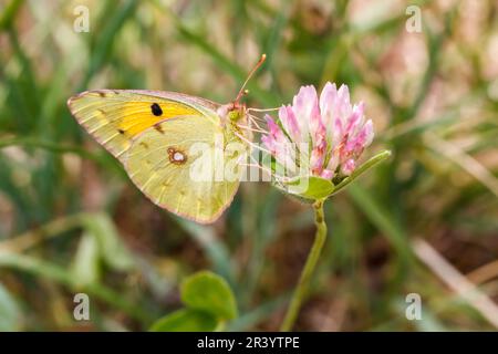 Colias croceus, syn. Colias crocea, connu sous le nom de jaune foncé, jaune commun Banque D'Images